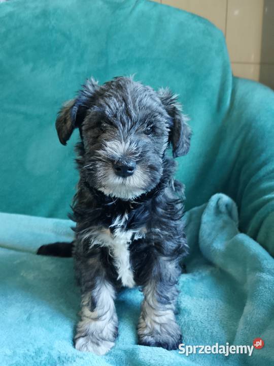 sznaucer miniaturowy Sznaucer