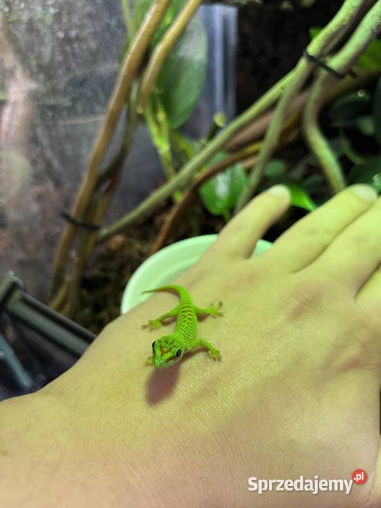 Felesumy Madagaskarskie Radom sprzedam