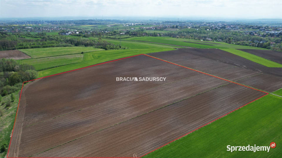 Działka 30420m2 Młodziejowice kanalizacja sprzedam