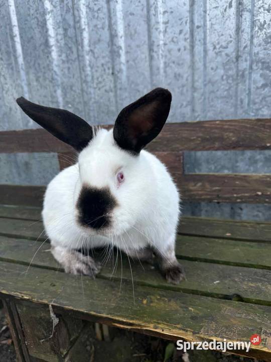 Samiec królik kalifornijski Malbork