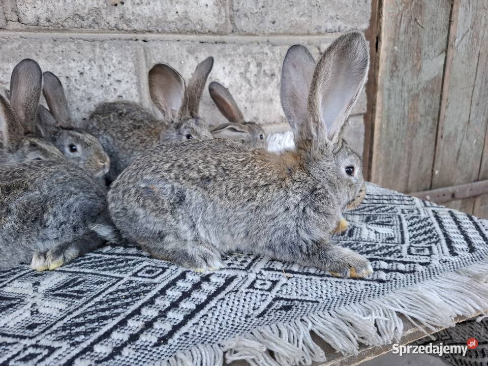 Olbrzym Belgijski Radom sprzedam