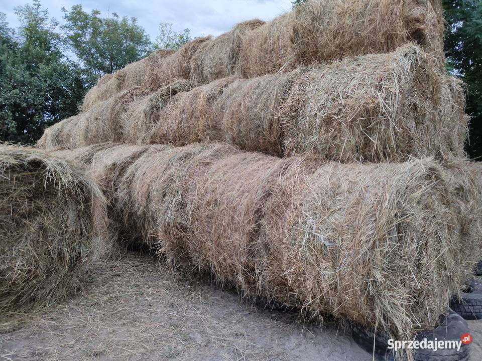 Siano 2024 rozmiar 120x150 sprzedam