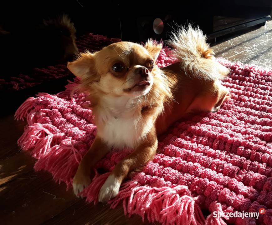 Reproduktor chihuahua długowłosy Psy łódzkie Piotrków Trybunalski
