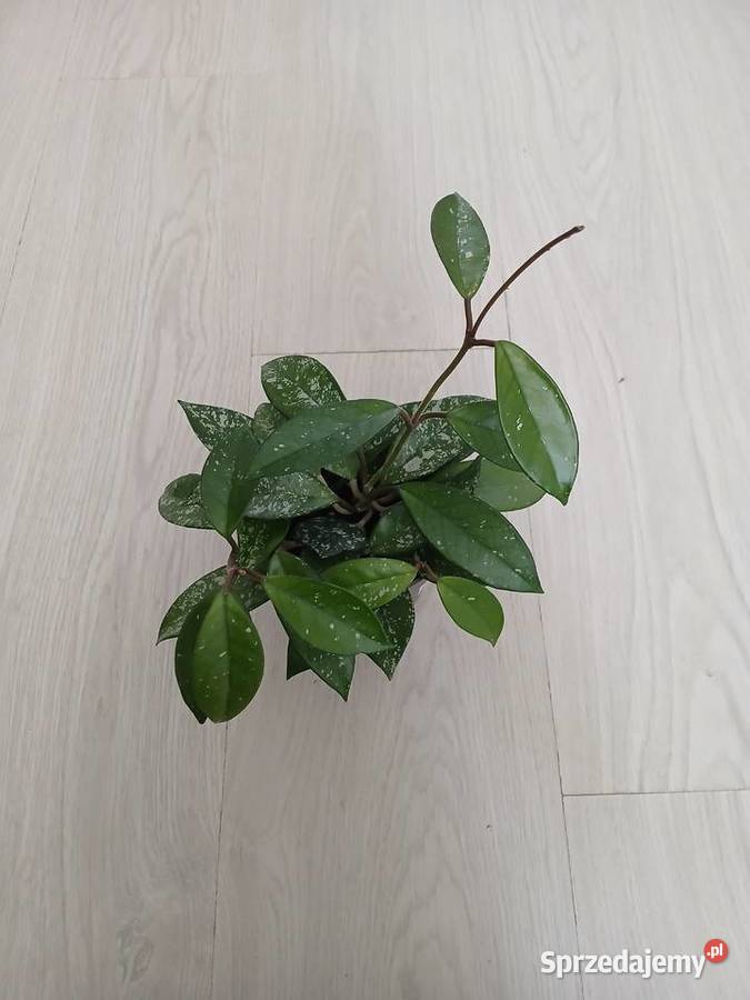 Hoya carnosa splash hoja carnosa stardust śląskie Częstochowa sprzedam