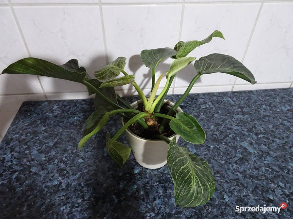 Filodendron Birkin White Measure Zielone Warszawa sprzedam