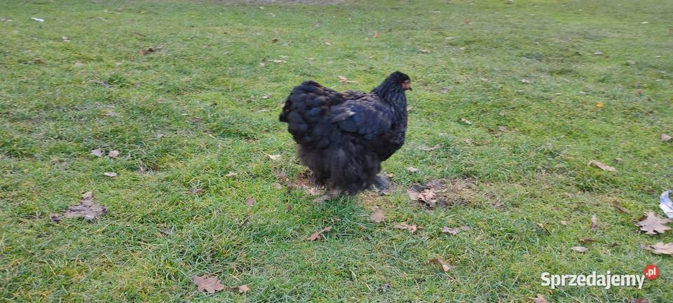 Kochany olbrzymie Tokarówka