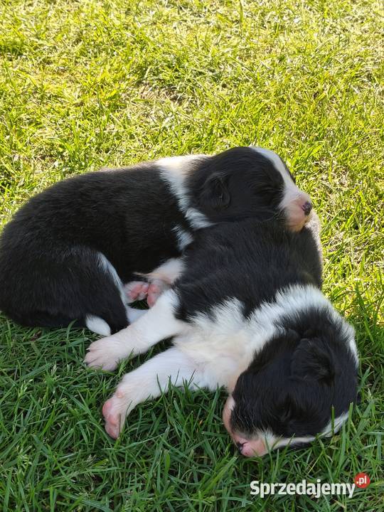 Szczeniak Border Collie ZKwP FCI
