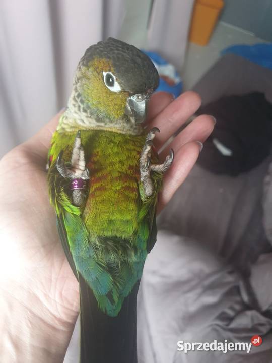 Do adopcji rudosterka czarnogłowa ur maj 2021 Ptaki