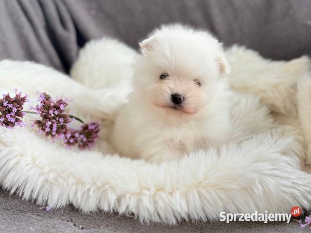 SZPIC MINIATUROWY POMERANIAN PIĘKNE PUCHATE Warszawa