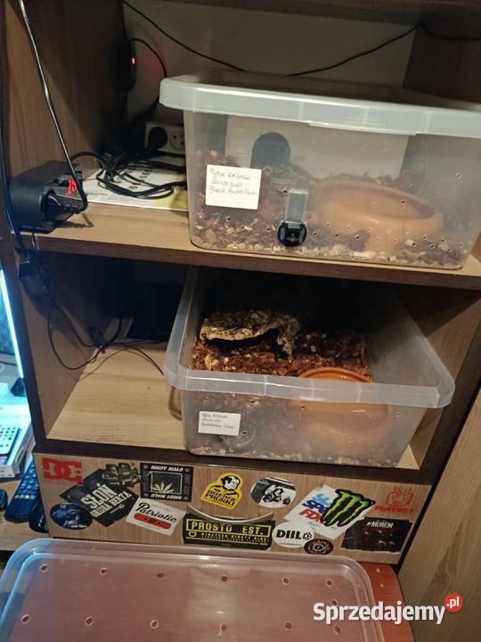 Pyton Królewski Black Phantom Pastel samica Nysa