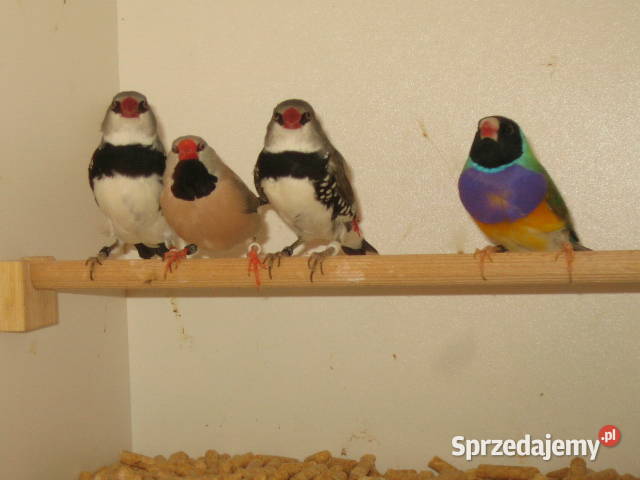 amadyny samce Kraków