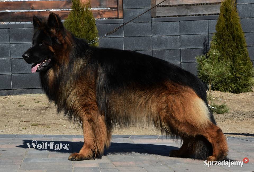Owczarek niemiecki długowłosy ZKwP FCI Rudziska sprzedam