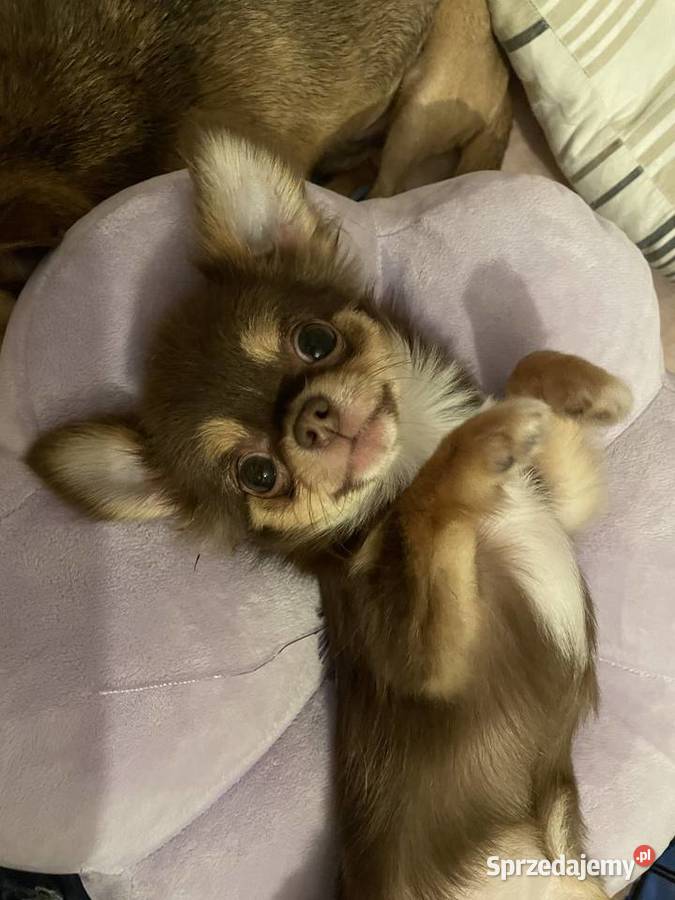 Mini sunia 15 Czekolada Chihuahua długowłosa Trzebnica
