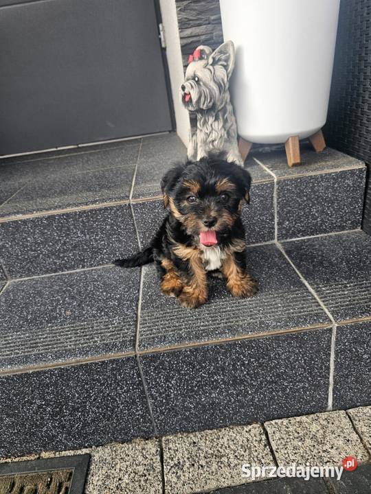 York terrier chłopczyk Chróścin