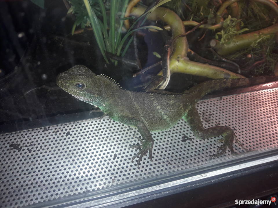 Agama Błotna 15 roku 55 samica Przasnysz