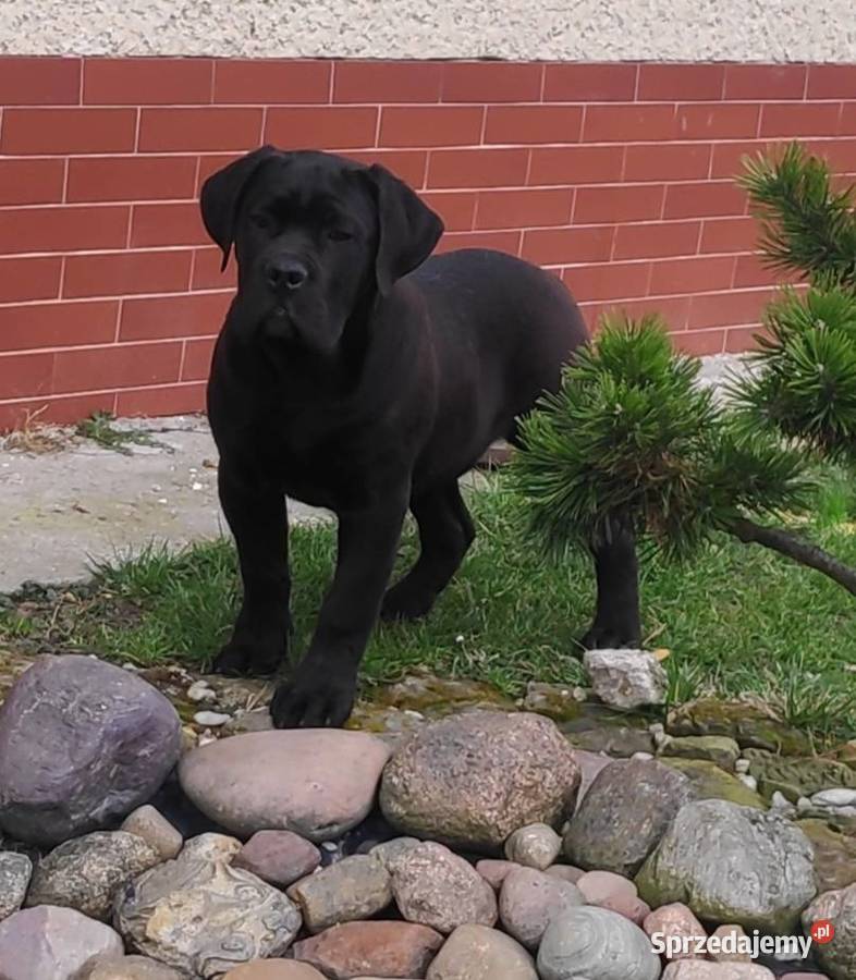 Cane Corso szczeniaki zagraniczne krycie ładna