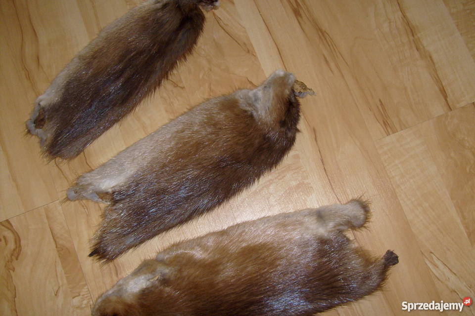 wyprawionepiękne skórki z piżmaka Sieradz