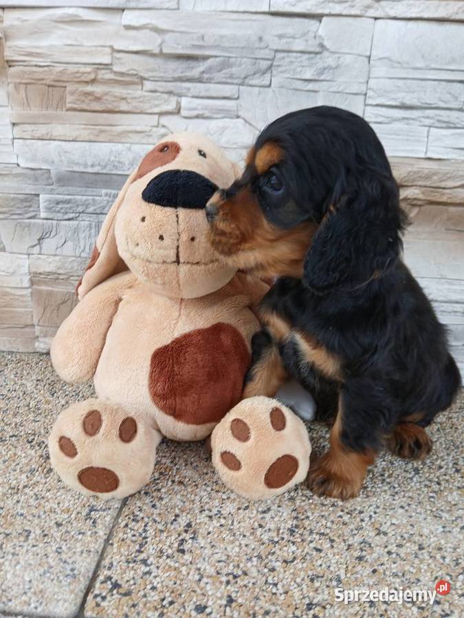 Śliczne Szczenięta Cocker Spaniel Angielski Cocker Spaniel łódzkie Sieradz
