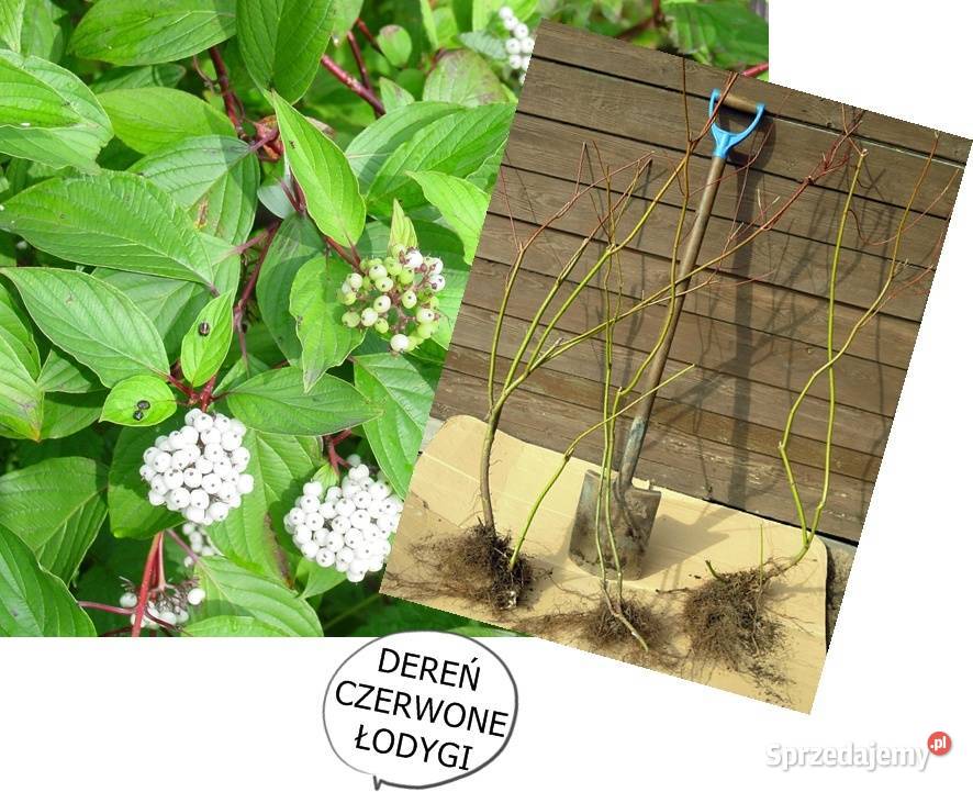 TAWUŁA JAPOŃSKA krzew ozdobny inne roślinyWYSY Łódź sprzedam