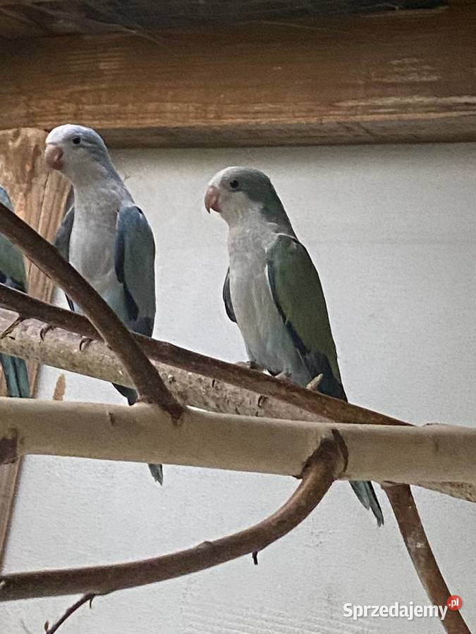 Papug Mnichy nizinne Konin