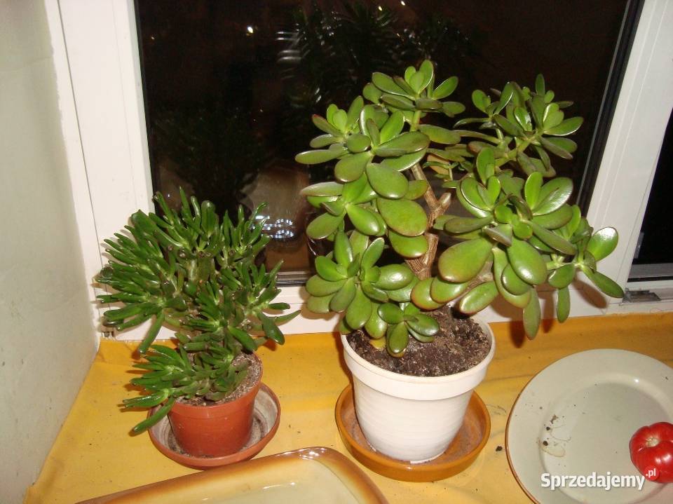 Drzewko szczęścia mazowieckie Warszawa