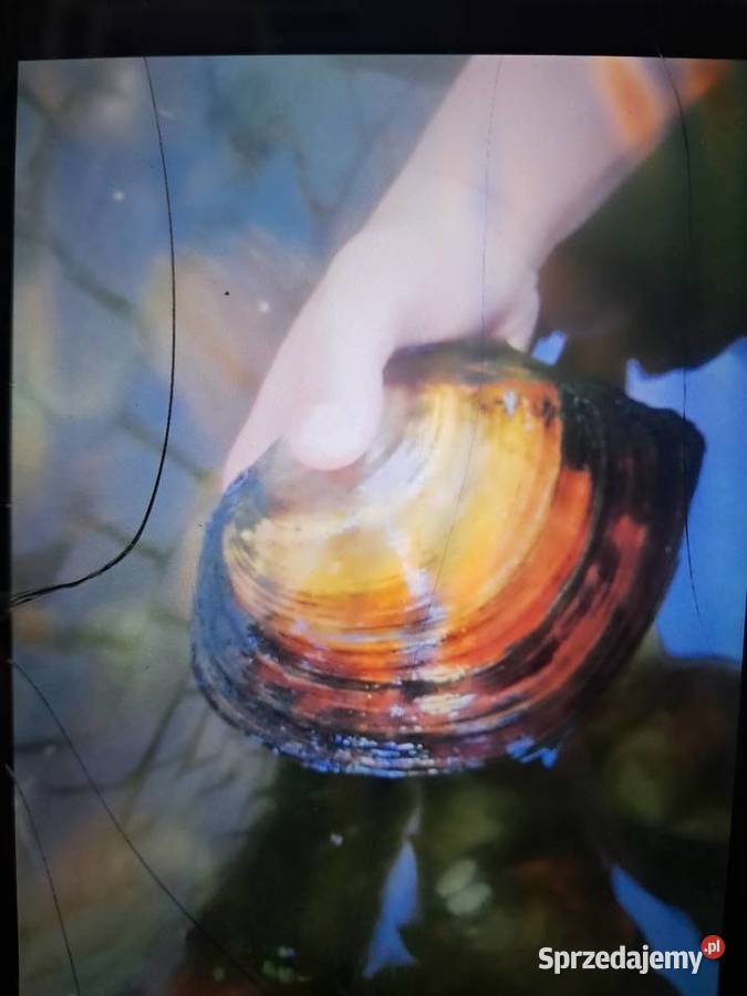 Karas pospolita złota dolnośląskie Kąty Wrocławskie