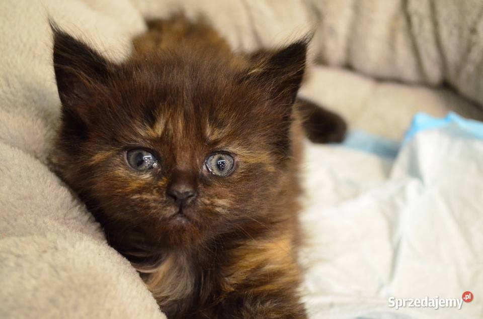 Kotek main coon z rodowodem