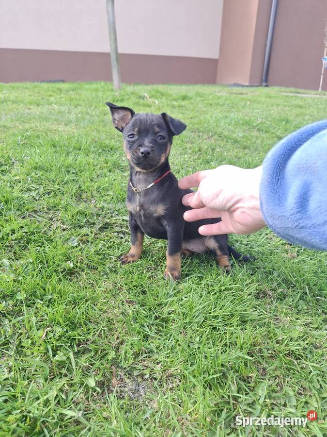 Sunia pinczer miniatury podkarpackie Jasło