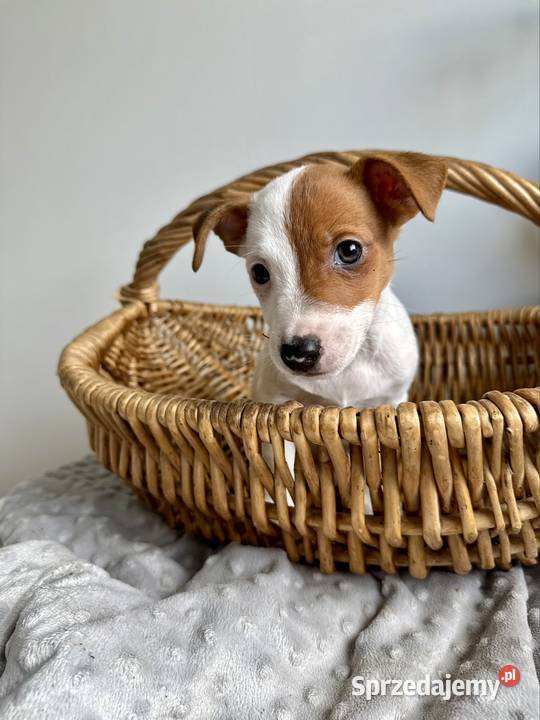Cudowny szczeniak Jack Russell Terrier rodowód Poznań