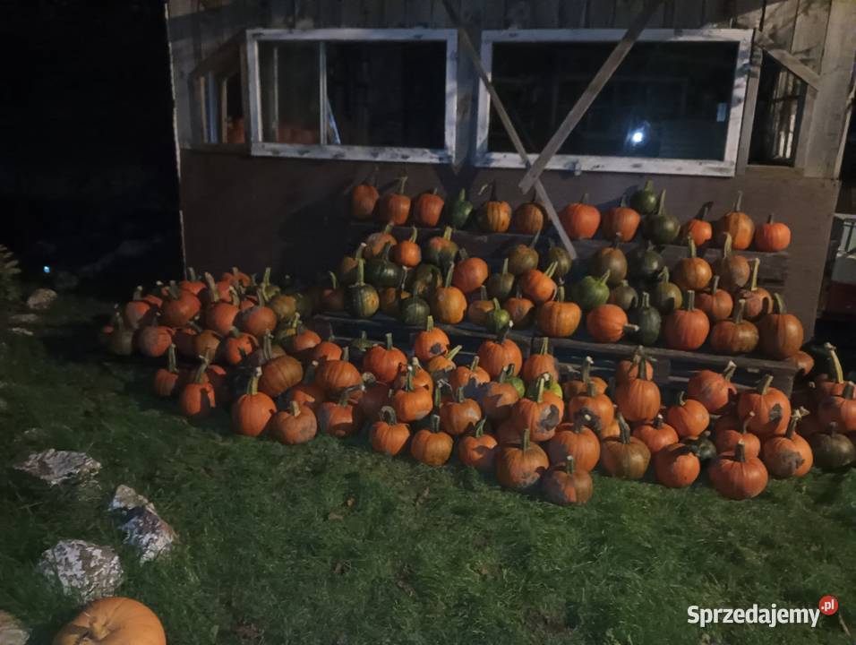 Dynia Halloweenozdobne na zupę czy przetwory