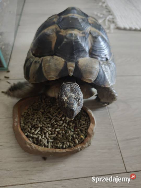 Sprzedam żółwia greckiego z terrarium i innymi Gady i płazy mazowieckie Warszawa