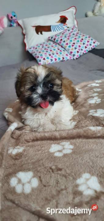 Śliczny Piesek Shih Tzu Puławy