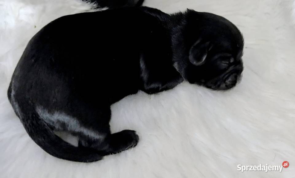 Szczenięta shih tzu Zawiercie sprzedam