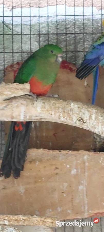 Szkarłatka papuga Królewska samica 2021 rok