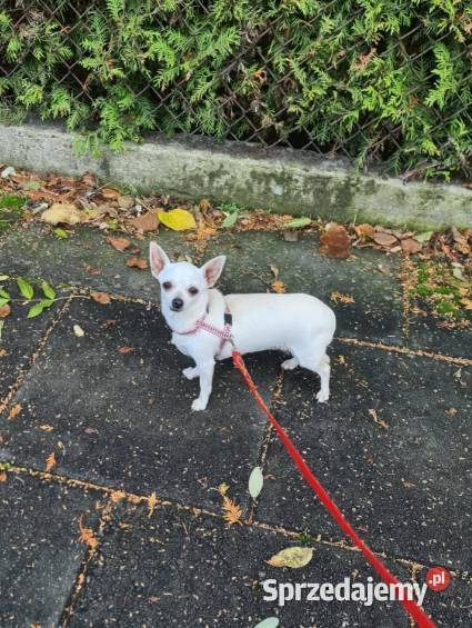 Chihuahua kremowo biały piesek Aramis śląskie