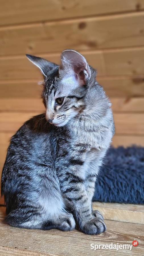 Kotka orientalna długowłosa Nidzica