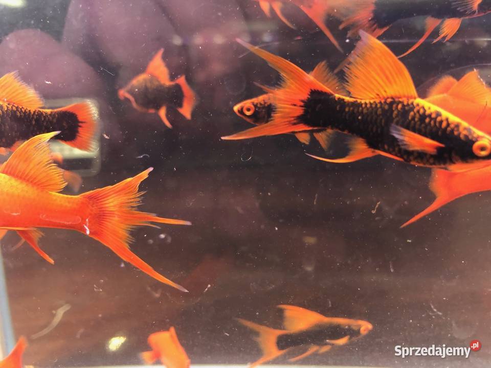 Alpha Mieczyk Red Ruby Justynów