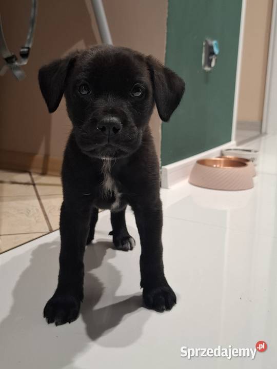 Szczeniak cane corso Kędzierzyn-Koźle