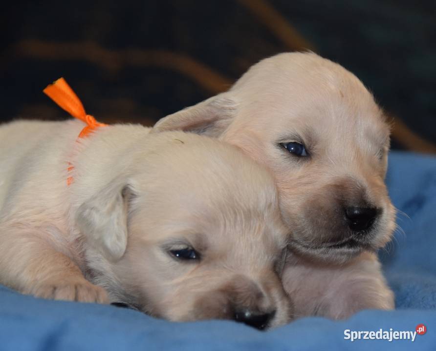 Golden retriever szczenięta zkwp fci