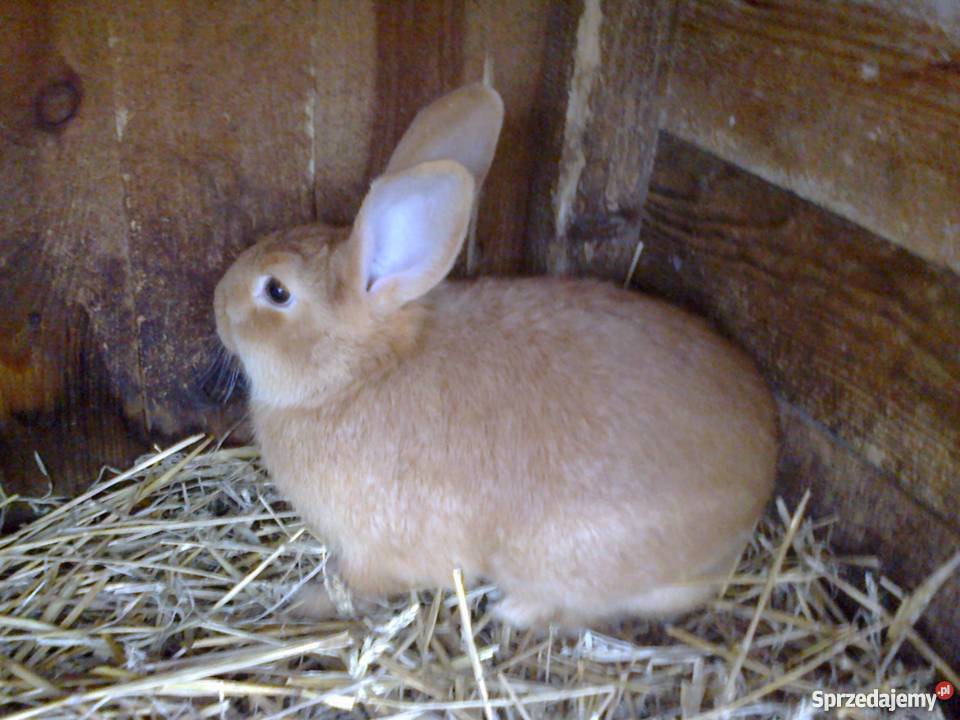 Kroliki Burgundy Łapino Kartuskie sprzedam