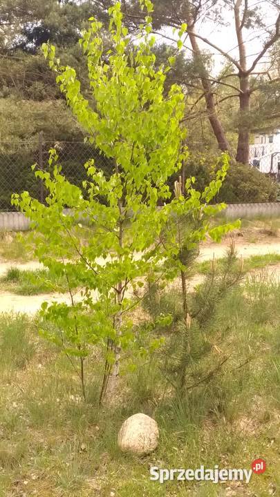 Drzewka Dąb Sosna Brzoza kopane Łódź