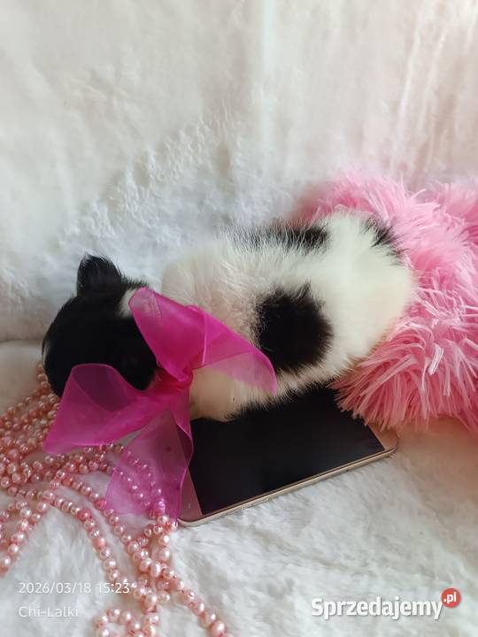 Chihuahua chłopiec samiec dlugowlosy Zwierzęta Inowrocław