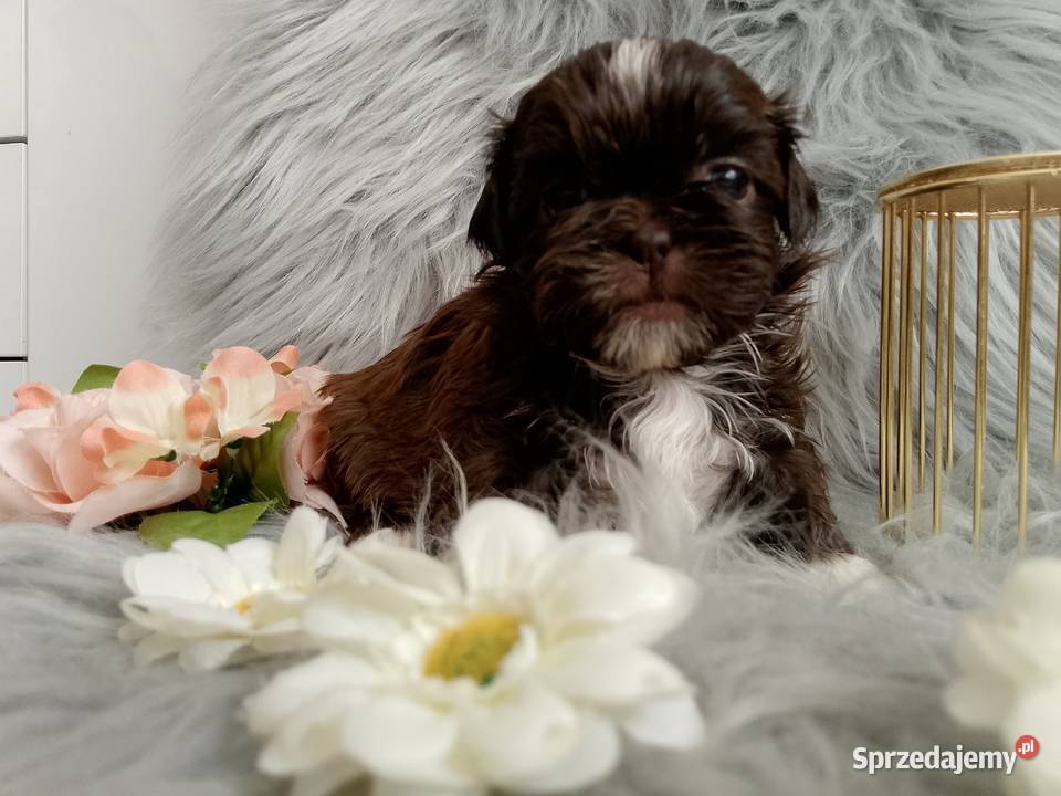 Czekoladowa suczka rasy ShihTzu Namysłów