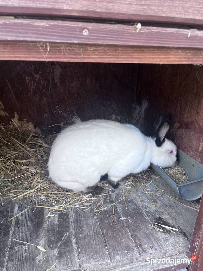 Samica Kalifornijska wielkopolskie Nadstawki