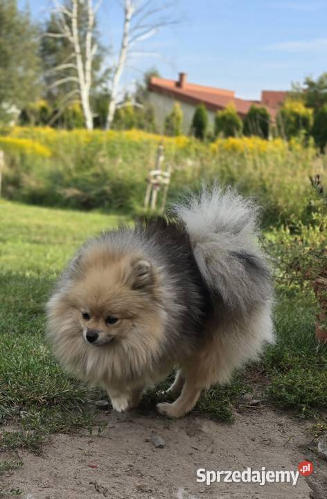 Pomeranian szpic miniaturowy zkwp FCI Szpic miniaturowy