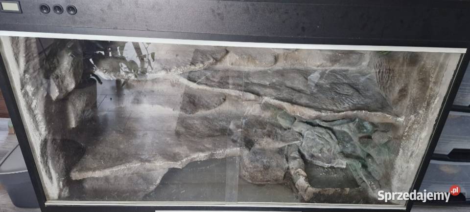 Terrarium agamy brodatej śląskie