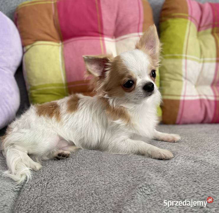 Piesek śnieżnobiały chihuahua ZKwP Wrocław