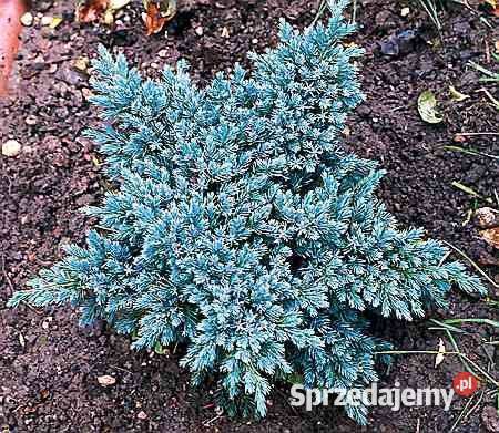 Jałowiec łuskowaty Blue Star Juniperus squamata Garlica Duchowna