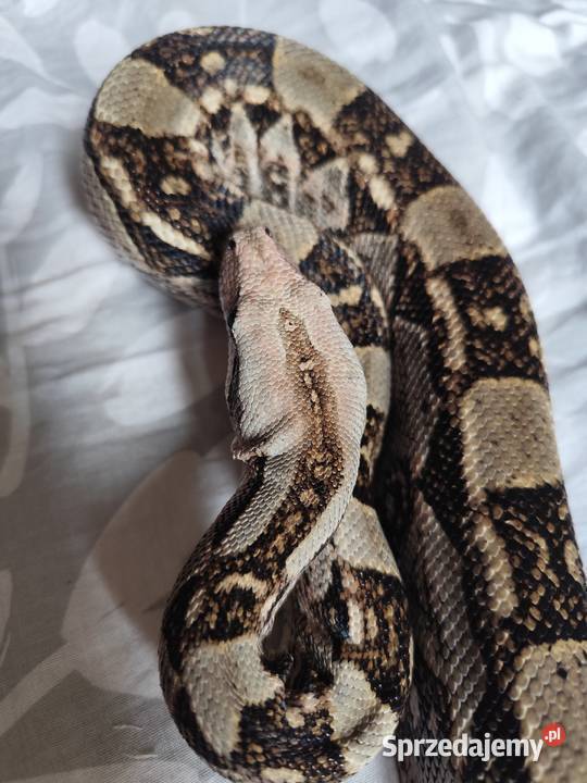 Samiec boa constrictorimperator Pruszków