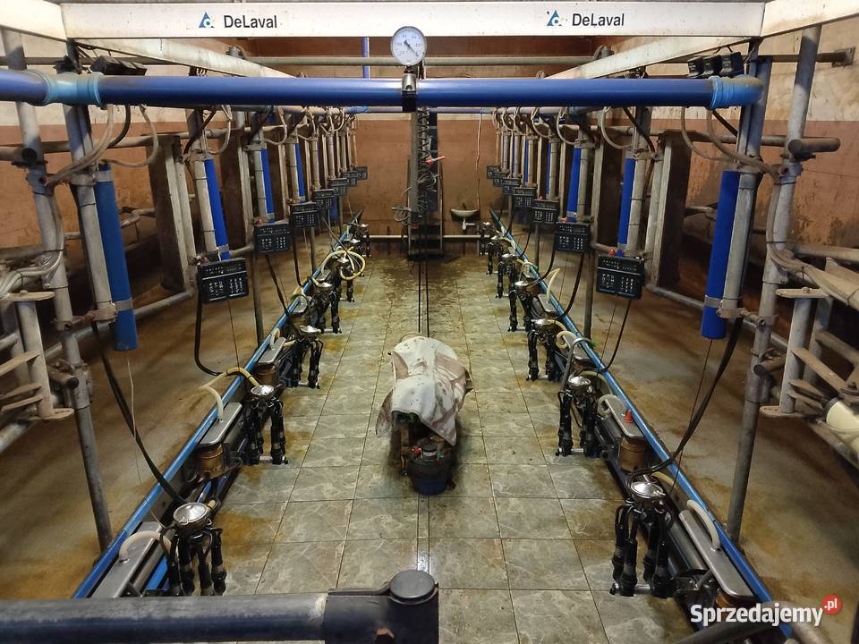 Hala udojowa de laval rybia ość 2x7 stacja pomorskie Kościerzyna